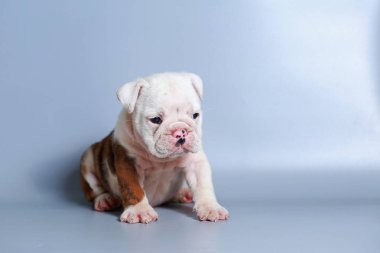 2 ay safkan İngiliz Bulldog köpek yavrusu gri ekran üzerinde