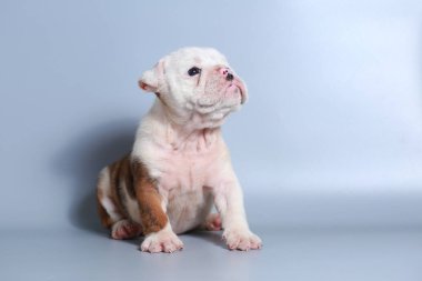 2 ay safkan İngiliz Bulldog köpek yavrusu gri ekran üzerinde