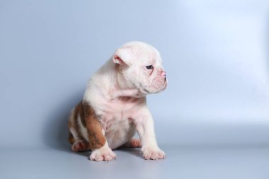 2 ay safkan İngiliz Bulldog köpek yavrusu gri ekran üzerinde