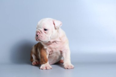 2 ay safkan İngiliz Bulldog köpek yavrusu gri ekran üzerinde