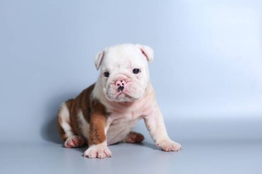 2 ay safkan İngiliz Bulldog köpek yavrusu gri ekran üzerinde