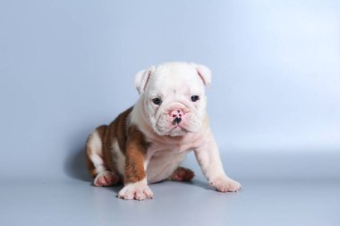 2 ay safkan İngiliz Bulldog köpek yavrusu gri ekran üzerinde