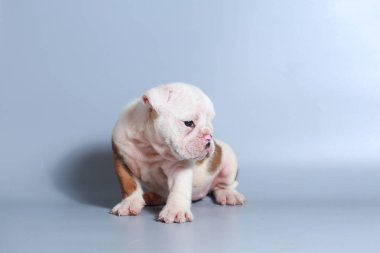 2 ay safkan İngiliz Bulldog köpek yavrusu gri ekran üzerinde