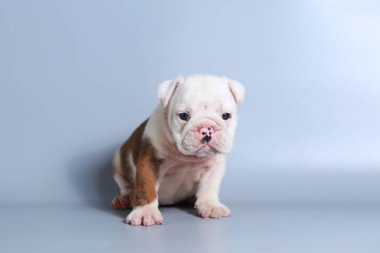 2 ay safkan İngiliz Bulldog köpek yavrusu gri ekran üzerinde
