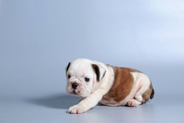 2 ay safkan İngiliz Bulldog köpek yavrusu gri ekran üzerinde