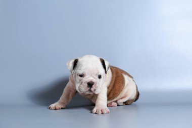 2 ay safkan İngiliz Bulldog köpek yavrusu gri ekran üzerinde