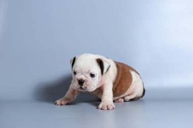 2 ay safkan İngiliz Bulldog köpek yavrusu gri ekran üzerinde