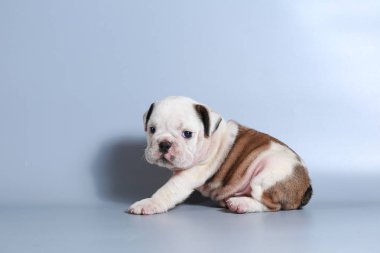 2 ay safkan İngiliz Bulldog köpek yavrusu gri ekran üzerinde