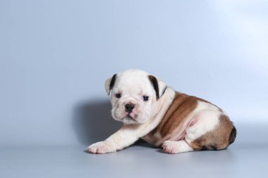 2 ay safkan İngiliz Bulldog köpek yavrusu gri ekran üzerinde