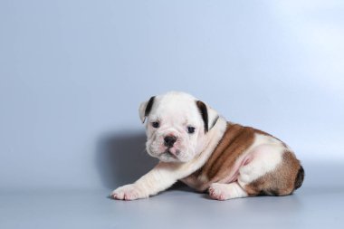 2 ay safkan İngiliz Bulldog köpek yavrusu gri ekran üzerinde