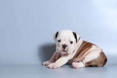 2 ay safkan İngiliz Bulldog köpek yavrusu gri ekran üzerinde