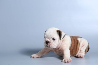 2 ay safkan İngiliz Bulldog köpek yavrusu gri ekran üzerinde