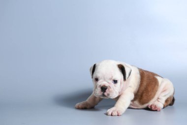 2 ay safkan İngiliz Bulldog köpek yavrusu gri ekran üzerinde