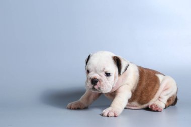 2 ay safkan İngiliz Bulldog köpek yavrusu gri ekran üzerinde