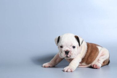 2 ay safkan İngiliz Bulldog köpek yavrusu gri ekran üzerinde