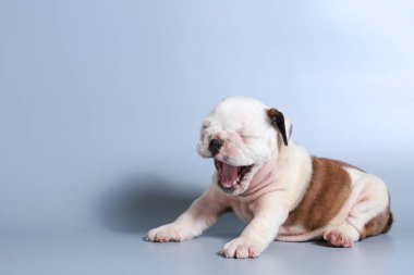 2 ay safkan İngiliz Bulldog köpek yavrusu gri ekran üzerinde
