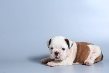 2 ay safkan İngiliz Bulldog köpek yavrusu gri ekran üzerinde