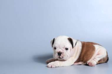 2 ay safkan İngiliz Bulldog köpek yavrusu gri ekran üzerinde