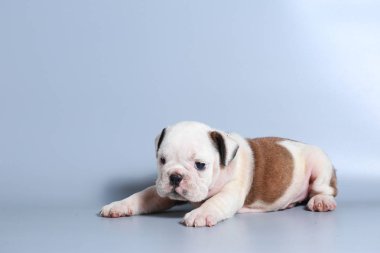 2 ay safkan İngiliz Bulldog köpek yavrusu gri ekran üzerinde