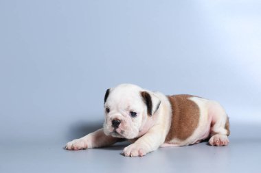 2 ay safkan İngiliz Bulldog köpek yavrusu gri ekran üzerinde