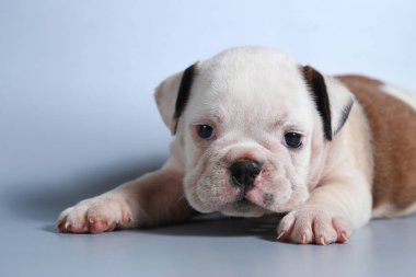 2 ay safkan İngiliz Bulldog köpek yavrusu gri ekran üzerinde