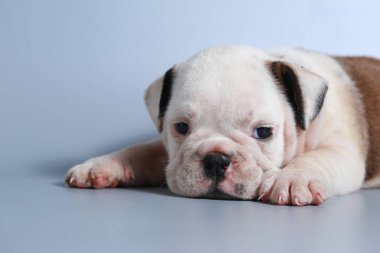 2 ay safkan İngiliz Bulldog köpek yavrusu gri ekran üzerinde