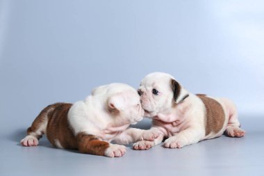 2 ay safkan İngiliz Bulldog köpek yavrusu gri ekran üzerinde