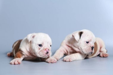 2 ay safkan İngiliz Bulldog köpek yavrusu gri ekran üzerinde