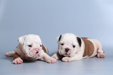 2 ay safkan İngiliz Bulldog köpek yavrusu gri ekran üzerinde