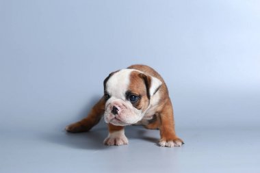 2 ay safkan İngiliz Bulldog köpek yavrusu gri ekran üzerinde