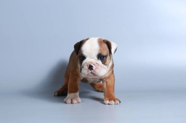 2 ay safkan İngiliz Bulldog köpek yavrusu gri ekran üzerinde