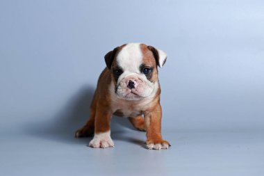 2 ay safkan İngiliz Bulldog köpek yavrusu gri ekran üzerinde