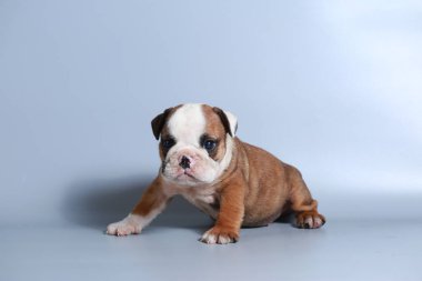 2 ay safkan İngiliz Bulldog köpek yavrusu gri ekran üzerinde