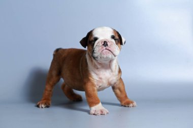 2 ay safkan İngiliz Bulldog köpek yavrusu gri ekran üzerinde