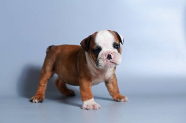 2 ay safkan İngiliz Bulldog köpek yavrusu gri ekran üzerinde