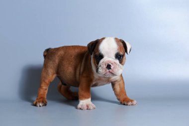 2 ay safkan İngiliz Bulldog köpek yavrusu gri ekran üzerinde
