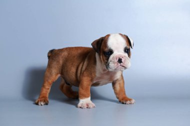 2 ay safkan İngiliz Bulldog köpek yavrusu gri ekran üzerinde