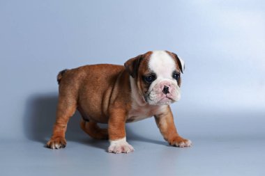 2 ay safkan İngiliz Bulldog köpek yavrusu gri ekran üzerinde