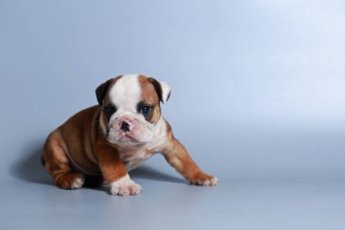 2 ay safkan İngiliz Bulldog köpek yavrusu gri ekran üzerinde