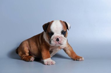 2 ay safkan İngiliz Bulldog köpek yavrusu gri ekran üzerinde