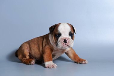 2 ay safkan İngiliz Bulldog köpek yavrusu gri ekran üzerinde