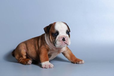 2 ay safkan İngiliz Bulldog köpek yavrusu gri ekran üzerinde