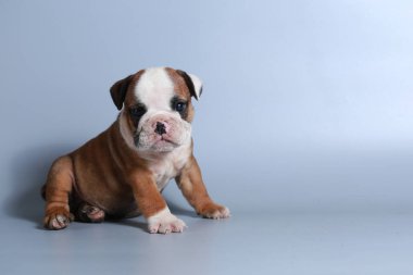 2 ay safkan İngiliz Bulldog köpek yavrusu gri ekran üzerinde