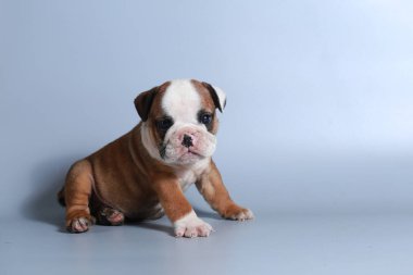 2 ay safkan İngiliz Bulldog köpek yavrusu gri ekran üzerinde