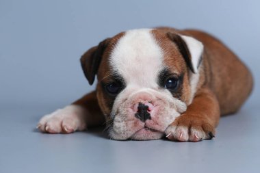 2 ay safkan İngiliz Bulldog köpek yavrusu gri ekran üzerinde