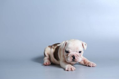 2 ay safkan İngiliz Bulldog köpek yavrusu gri ekran üzerinde