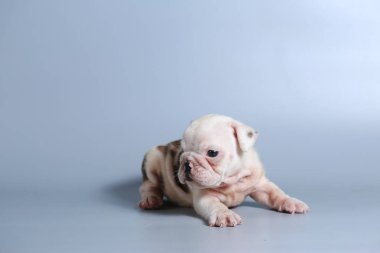 2 ay safkan İngiliz Bulldog köpek yavrusu gri ekran üzerinde