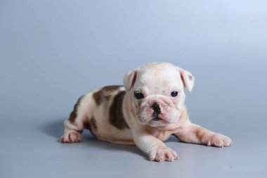 2 ay safkan İngiliz Bulldog köpek yavrusu gri ekran üzerinde