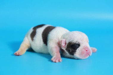 7 gün safkan İngiliz Bulldog köpek yavrusu 