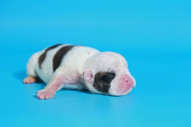 7 gün safkan İngiliz Bulldog köpek yavrusu 